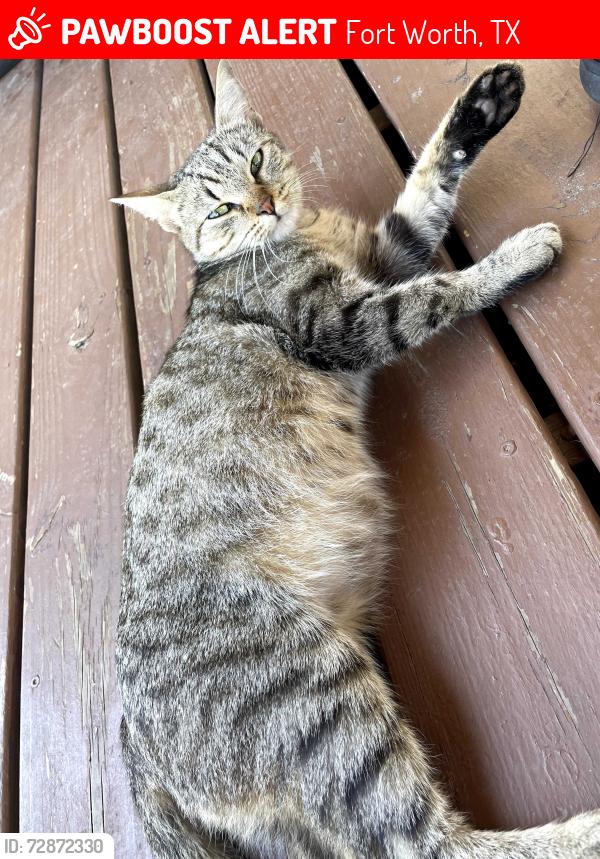 Lost Female Cat last seen Golden Triangle, Fort Worth, TX 76244