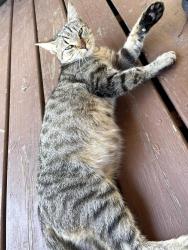 Lost Female Cat last seen Golden Triangle, Fort Worth, TX 76244