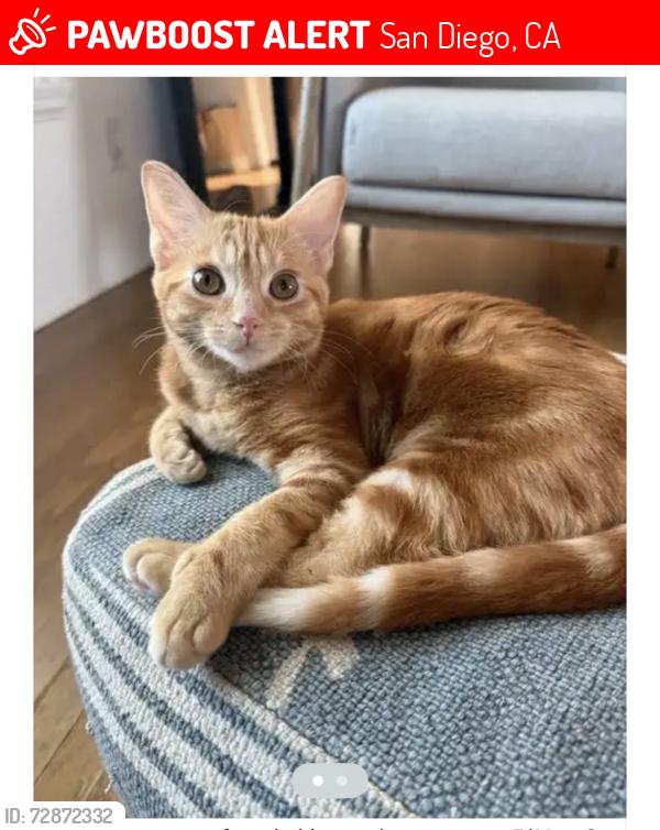 Lost Female Cat last seen Canterbury & Kensington, San Diego, CA 92116