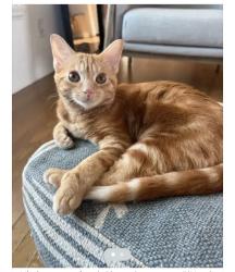Lost Female Cat last seen Canterbury & Kensington, San Diego, CA 92116
