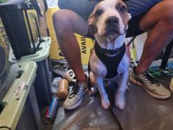 Lost Male Dog last seen Hugh Muntz Park, Beenleigh, QLD 4207