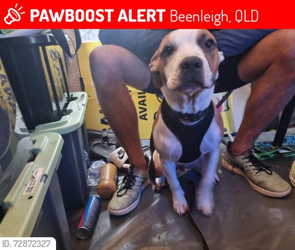 Lost Male Dog last seen Hugh Muntz Park, Beenleigh, QLD 4207