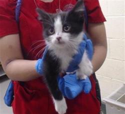 Shelter Stray Female Cat last seen Near BLOCK SHERIDAN BLVD, ARVADA, CO 80002, Denver, CO 80223