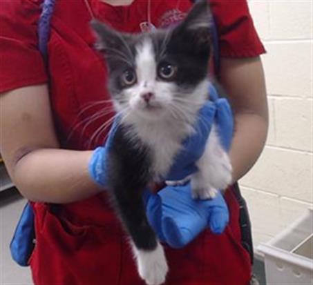 Shelter Stray Female Cat last seen Near BLOCK SHERIDAN BLVD, ARVADA, CO 80002, Denver, CO 80223
