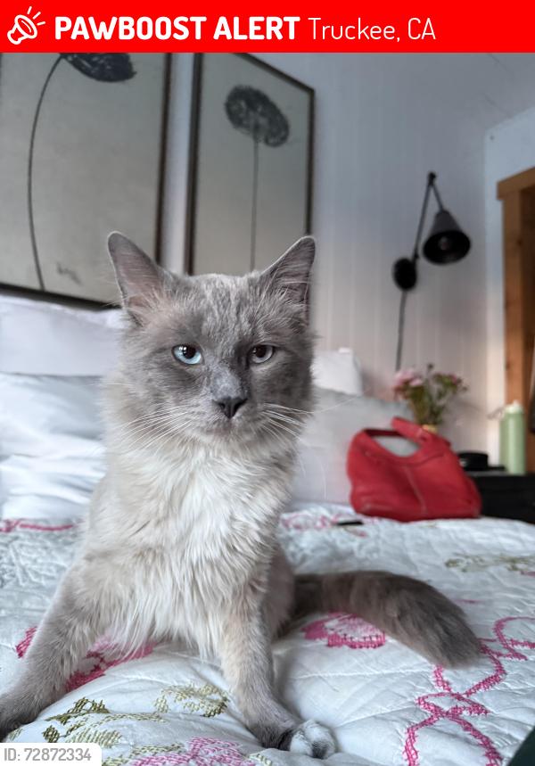 Lost Male Cat last seen Keiser Ave and Spring St. next to the Vetrans Hall, Truckee, CA 96161