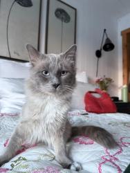 Lost Male Cat last seen Keiser Ave and Spring St. next to the Vetrans Hall, Truckee, CA 96161