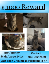 Lost Male Cat last seen Mesa verde golf course , Costa Mesa, CA 92626