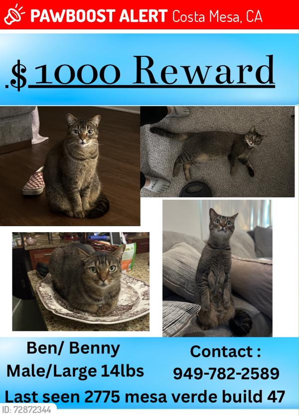 Lost Male Cat last seen Mesa verde golf course , Costa Mesa, CA 92626