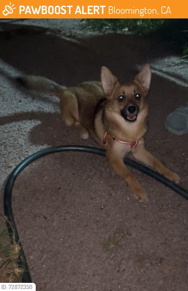 Found/Stray Female Dog last seen Mindanao St Bloomington , Bloomington, CA 92316