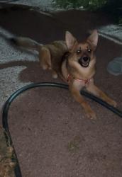 Found/Stray Female Dog last seen Mindanao St Bloomington , Bloomington, CA 92316