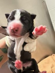 Shelter Stray Male Dog last seen FOSTER RETURN, Jacksonville, FL 32204
