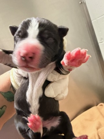 Shelter Stray Male Dog last seen FOSTER RETURN, Jacksonville, FL 32204