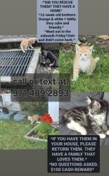 Lost Male Cat last seen Near n haight ave. Portlan OR, Portland, OR 97217