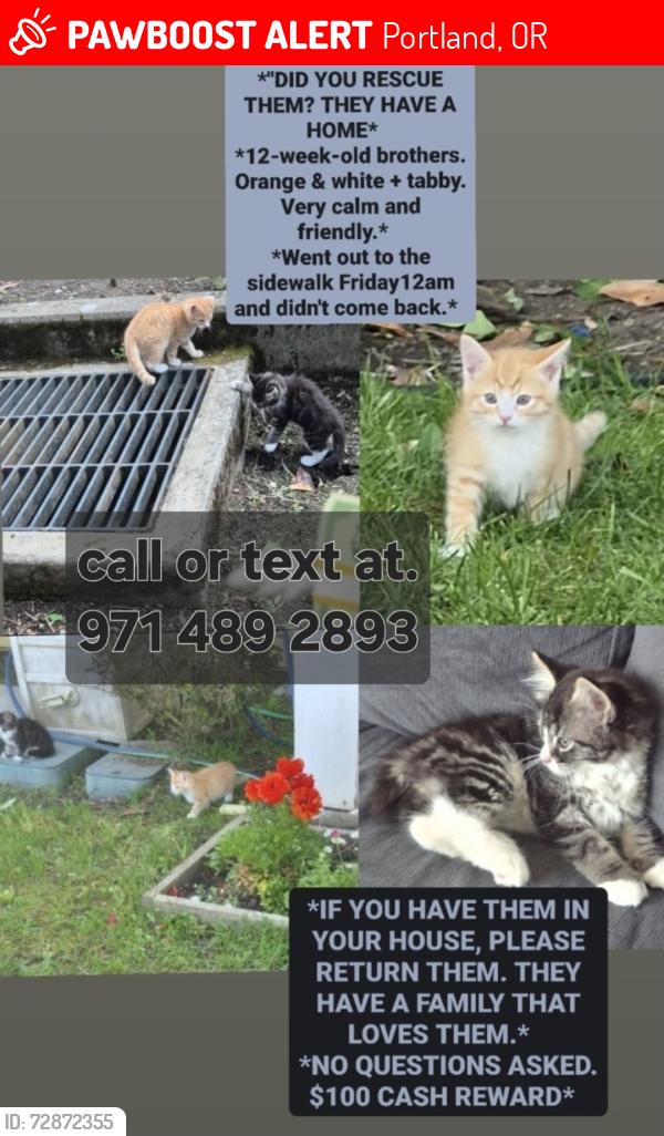 Lost Male Cat last seen Near n haight ave. Portlan OR, Portland, OR 97217