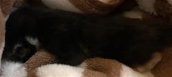 Shelter Stray Female Cat last seen Near BLOCK CLARKSDALE, Jurupa Valley, CA 92509