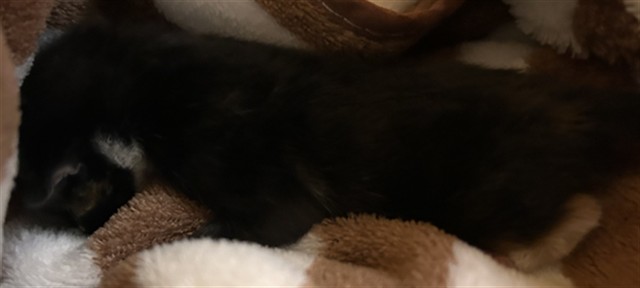 Shelter Stray Female Cat last seen Near BLOCK CLARKSDALE, Jurupa Valley, CA 92509