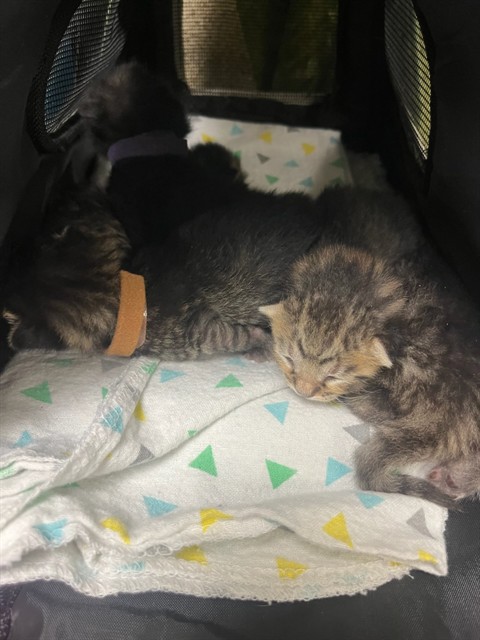 Shelter Stray Female Cat last seen Near BLOCK IDYLWILD DR, SAN JACINTO CA 92583, Jurupa Valley, CA 92509