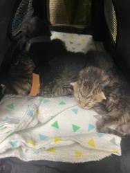 Shelter Stray Male Cat last seen Near BLOCK IDYLWILD DR, SAN JACINTO CA 92583, Jurupa Valley, CA 92509