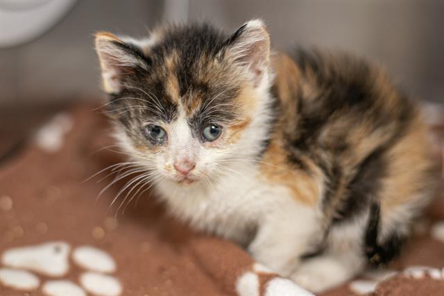 Shelter Stray Female Cat last seen CHARLOTTE, Charlotte, NC 28217