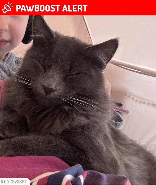 Lost Male Cat last seen Holbeach close/March drive, burrs country club, Greater Manchester, England BL8