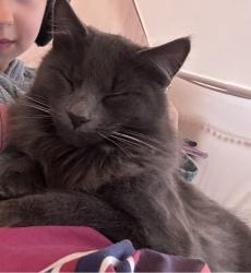 Lost Male Cat last seen Holbeach close/March drive, burrs country club, Greater Manchester, England BL8