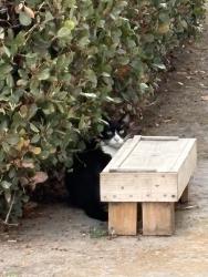 Found/Stray Unknown Cat last seen Near th and Crenshaw blvd. , Torrance, CA 90504
