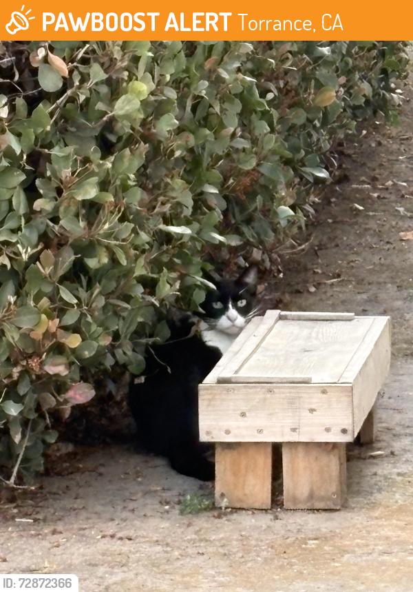 Found/Stray Unknown Cat last seen Near th and Crenshaw blvd. , Torrance, CA 90504