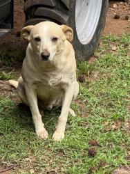 Found/Stray Male Dog last seen Crooked Creek area and Pea Ridge, Putnam County, GA 31024
