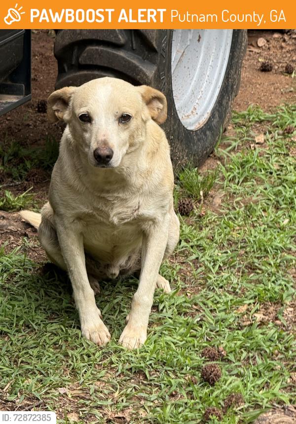 Found/Stray Male Dog last seen Crooked Creek area and Pea Ridge, Putnam County, GA 31024