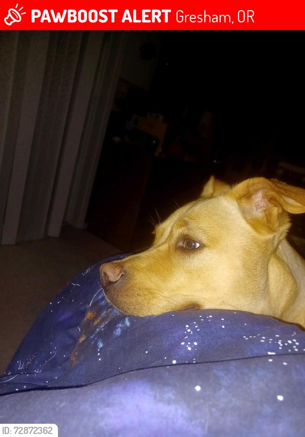 Lost Female Dog last seen Nw giese loop hunters highland neighborhood , Gresham, OR 97080