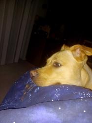 Lost Female Dog last seen Nw giese loop hunters highland neighborhood , Gresham, OR 97080