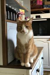 Reunited Male Cat last seen Suzuki Garage, Kintore, Scotland AB51