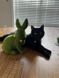 Lost Male Cat last seen AMBERLY WOODS!Penhale park , laural woods surrounding neighborhoods, Helena, AL 35080