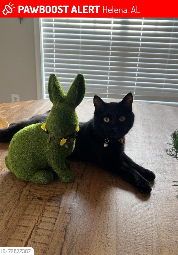 Lost Male Cat last seen AMBERLY WOODS!Penhale park , laural woods surrounding neighborhoods, Helena, AL 35080