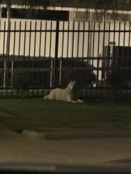 Found/Stray Unknown Dog last seen Violette elementary , Garden Grove, CA 92840