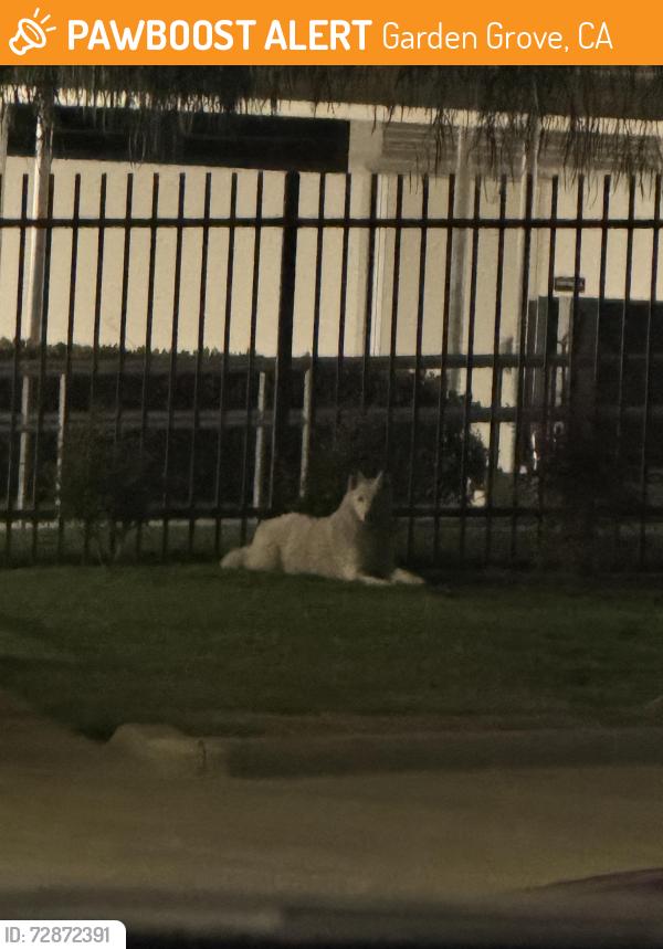 Found/Stray Unknown Dog last seen Violette elementary , Garden Grove, CA 92840