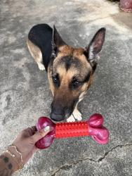Lost Male Dog last seen Hei or Jade street, Waianae, HI 96792