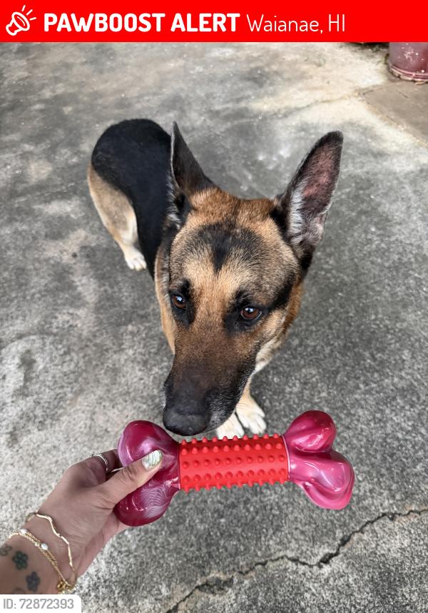 Lost Male Dog last seen Hei or Jade street, Waianae, HI 96792