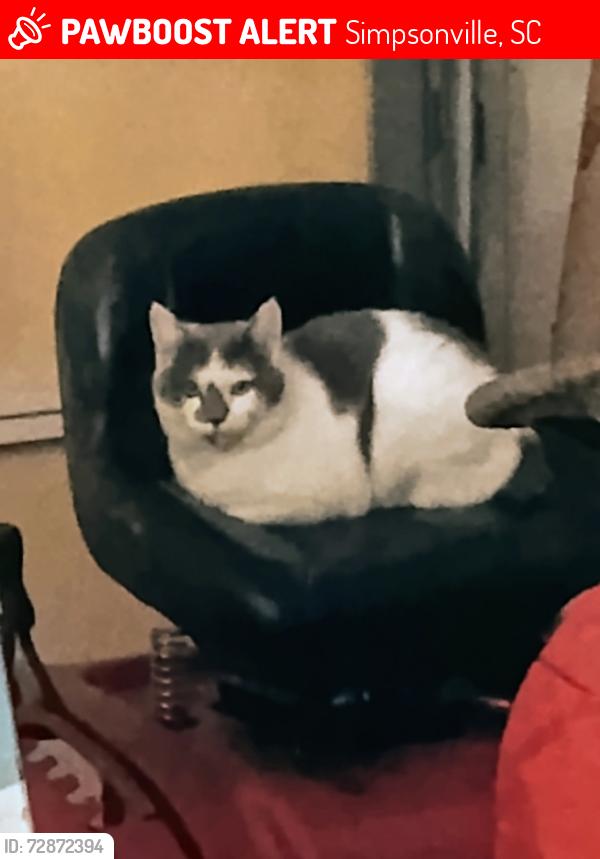 Lost Male Cat last seen Purple leaf court and sawtooth court Simpsonville sc , Simpsonville, SC 29680