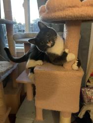 Lost Male Cat last seen College Place Mobile  Park, Auburn, WA 98092