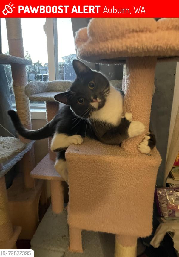 Lost Male Cat last seen College Place Mobile  Park, Auburn, WA 98092