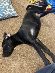 Found/Stray Female Dog last seen Prancer Avenue , Greenville, SC 29605