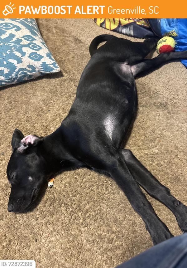 Found/Stray Female Dog last seen Prancer Avenue , Greenville, SC 29605