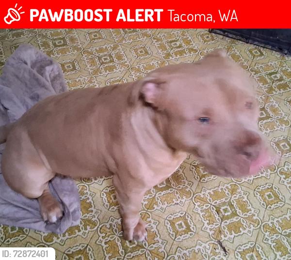 Lost Male Dog last seen S 12TH AND TYLER ST TACOMA, WA, Tacoma, WA 98405