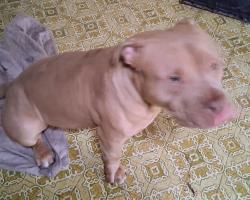 Lost Male Dog last seen S 12TH AND TYLER ST TACOMA, WA, Tacoma, WA 98405