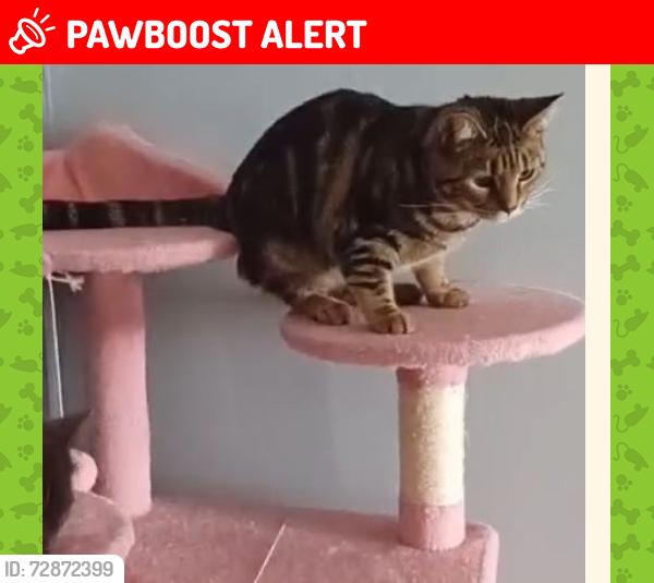 Lost Female Cat last seen SILCHESTER DRIVE MONSALL  M40, Greater Manchester, England M40