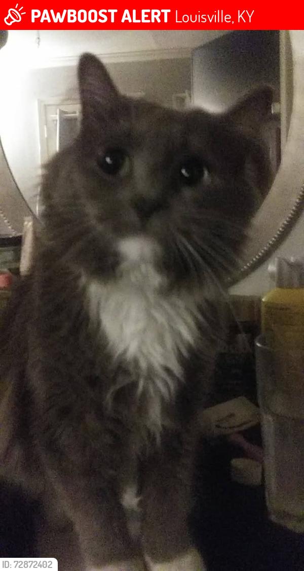 Lost Female Cat last seen granvil drive louisville ky , Louisville, KY 40218
