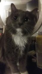 Lost Female Cat last seen granvil drive louisville ky , Louisville, KY 40218