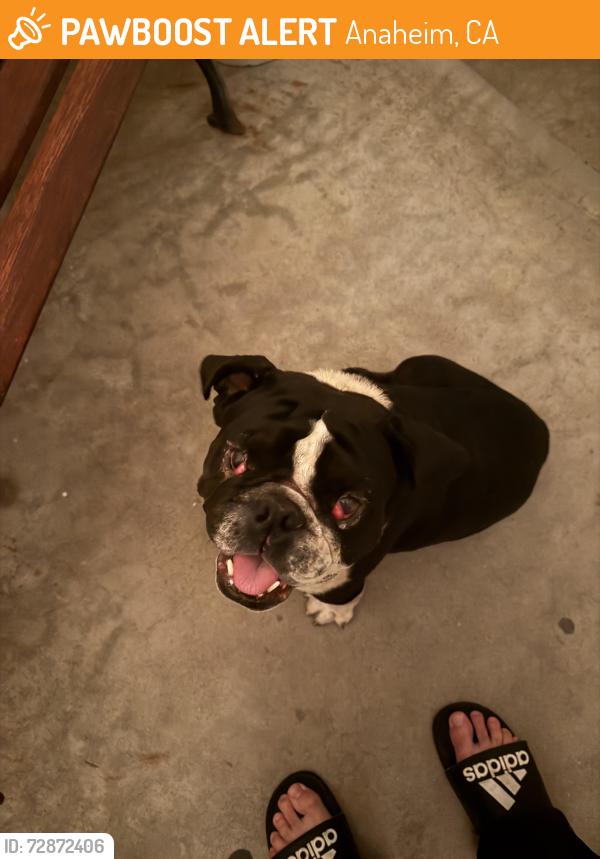 Found/Stray Unknown Dog last seen Near E. Adele st. Anaheim, Ca 92805, Anaheim, CA 92805