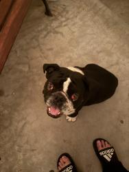 Found/Stray Unknown Dog last seen Near E. Adele st. Anaheim, Ca 92805, Anaheim, CA 92805